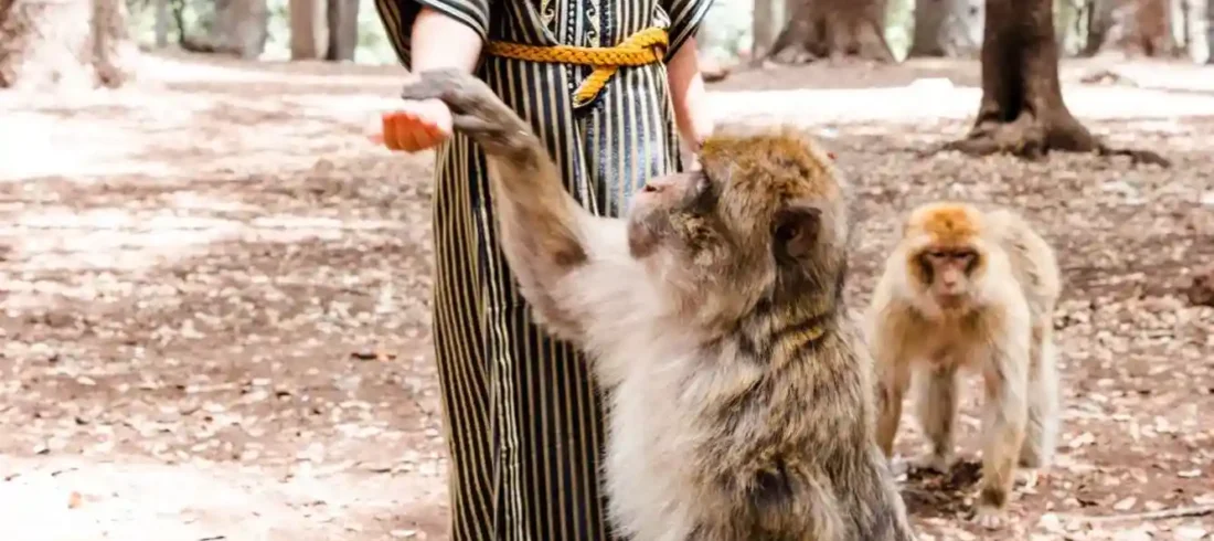 Azrou Monkeys Path To Morocco